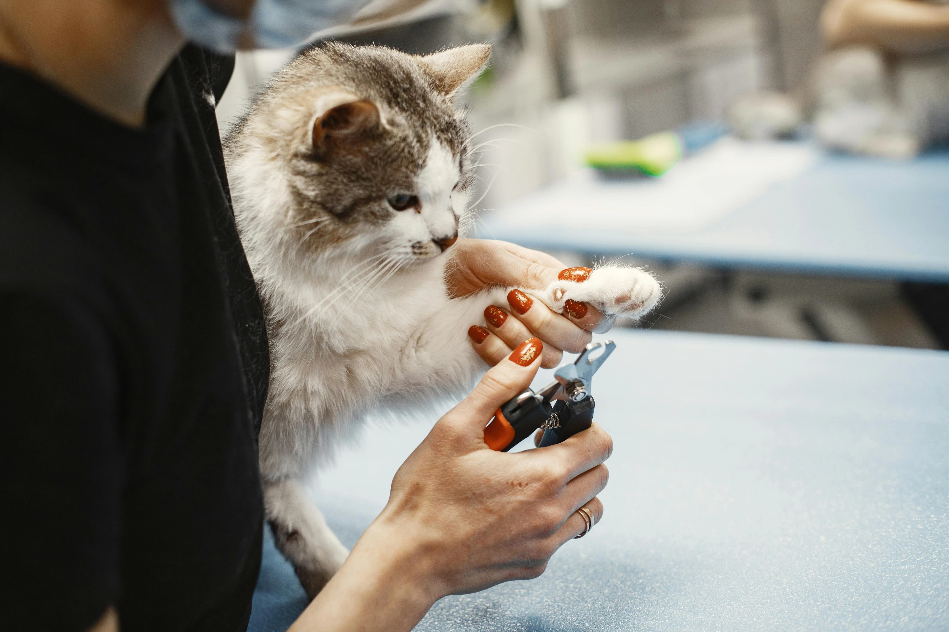 Pet Grooming