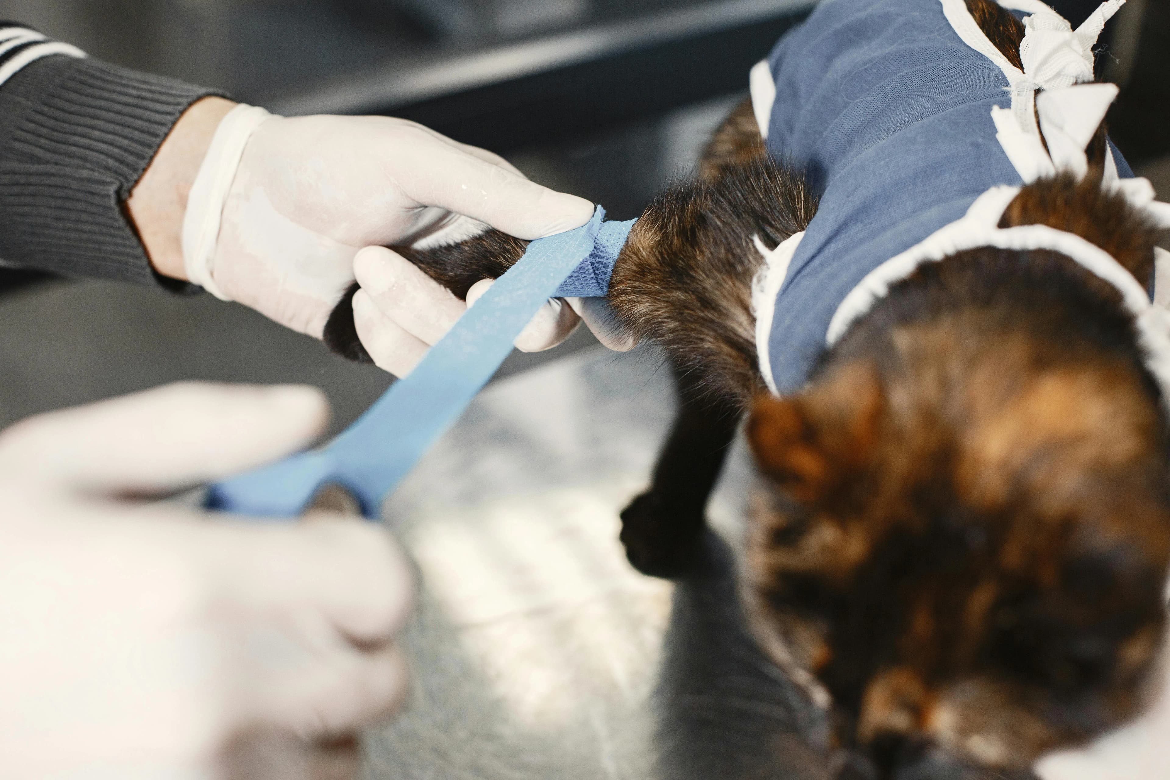 Veterinary